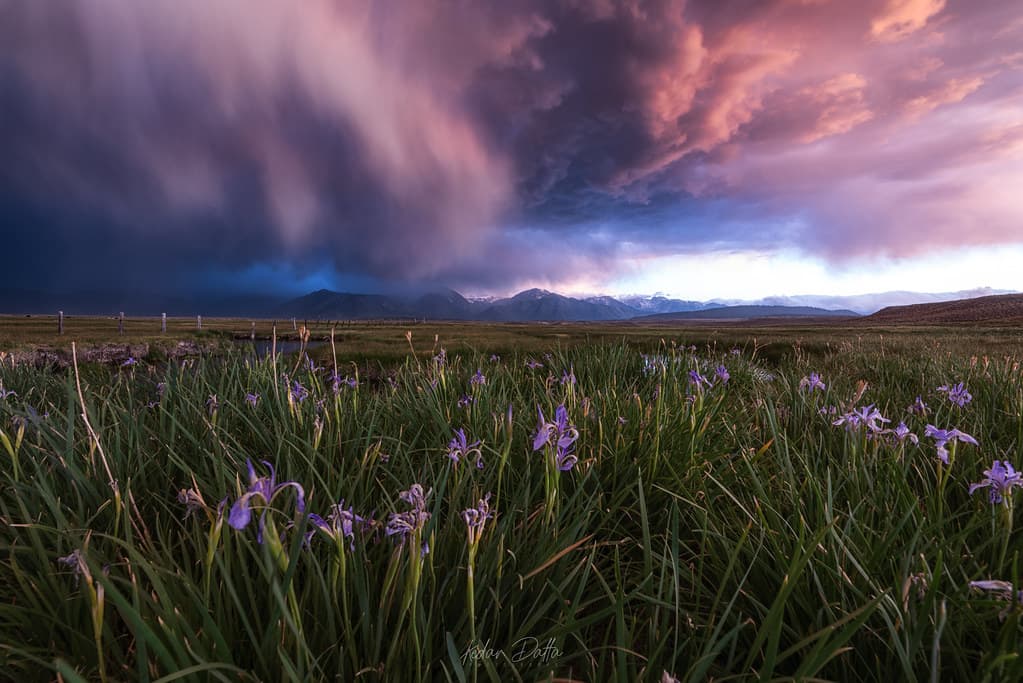 Pink on earth and sky - thunderstorm storm easternsierras california sierranevada landscape nature nikon nikond810 rain spring kedardatta flowers cloudsstormssunsetssunrises